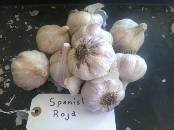 Spanish Roja Garlic