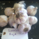 Spanish Roja Garlic