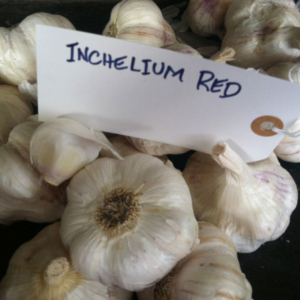 Inchelium Red Garlic