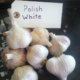 Polish White Garlic