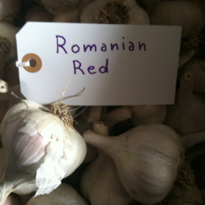 Romanian Red Garlic