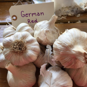 German Red Garlic