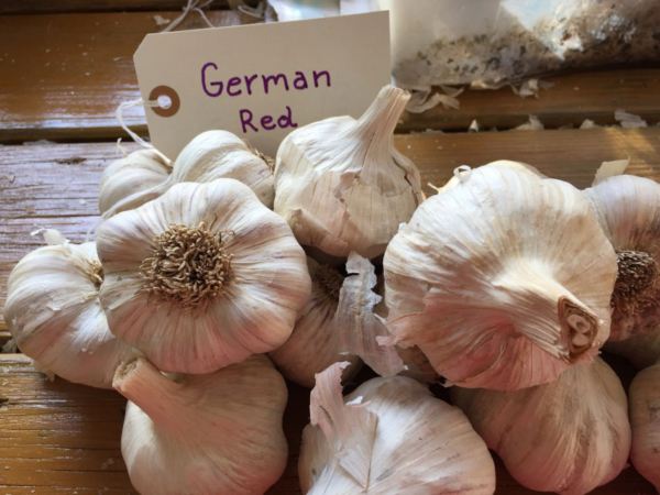 German Red Garlic