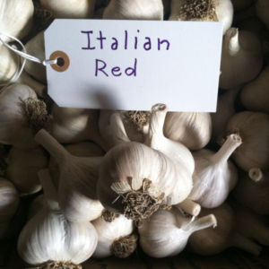 Italian Red Garlic