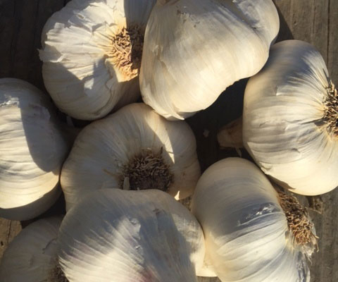 Asian Tempest Organic Garlic