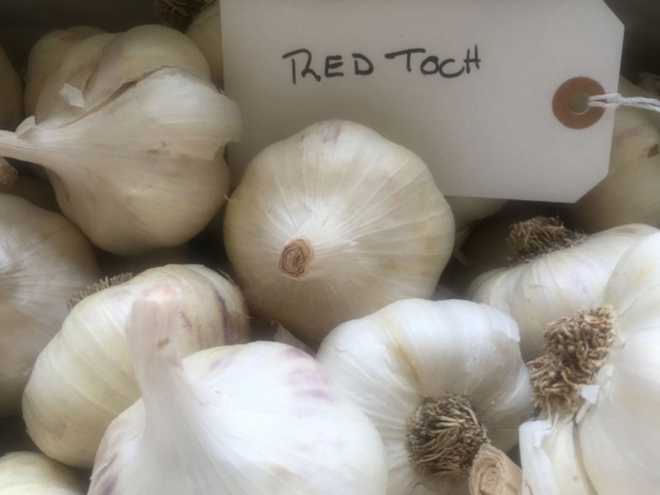 RED TOCH GARLIC