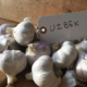 UZBEK GARLIC