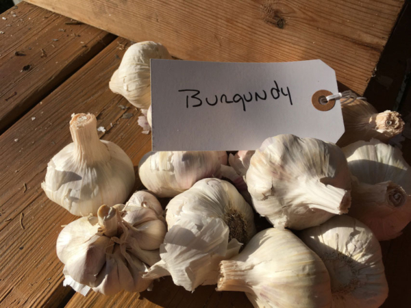 BURGUNDY GARLIC