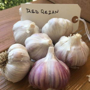 RED REZAN GARLIC