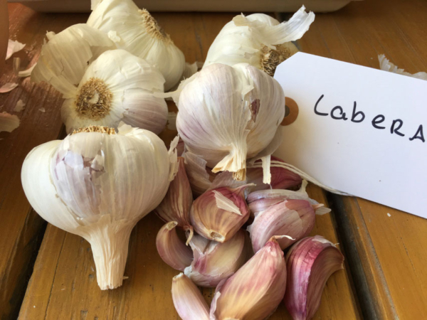 LABERA PURPLE GARLIC