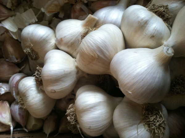 Kettle River Garlic