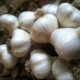 Kettle River Garlic